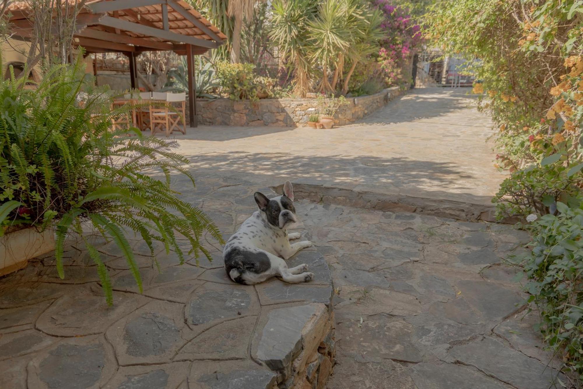 Private Pet Friendly Villa Agios Nikolaos Exteriör bild
